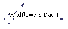Wildflowers Day 1