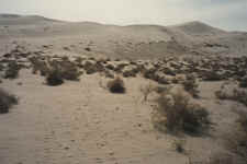 Big Dune.jpg (57340 bytes)