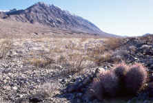Mountains & Cactus.jpg (95804 bytes)